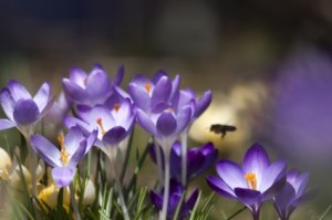 crocus_schwertliliengewaechs_spring_crocus_215940.jpg