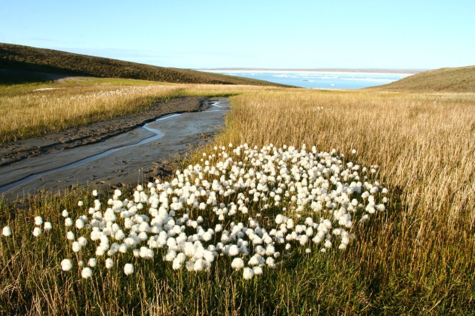 Arctic Cotton