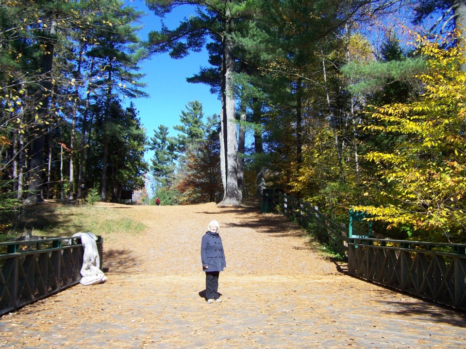 Beautiful pines at Rawdon Falls